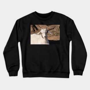 White Kid Goat Crewneck Sweatshirt